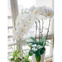 Massive Orchids