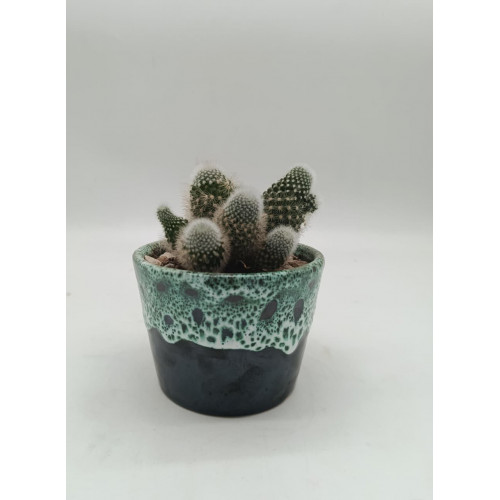 Cactus En Pot Bleu Canard
Cactus En Pot Bleu Canard