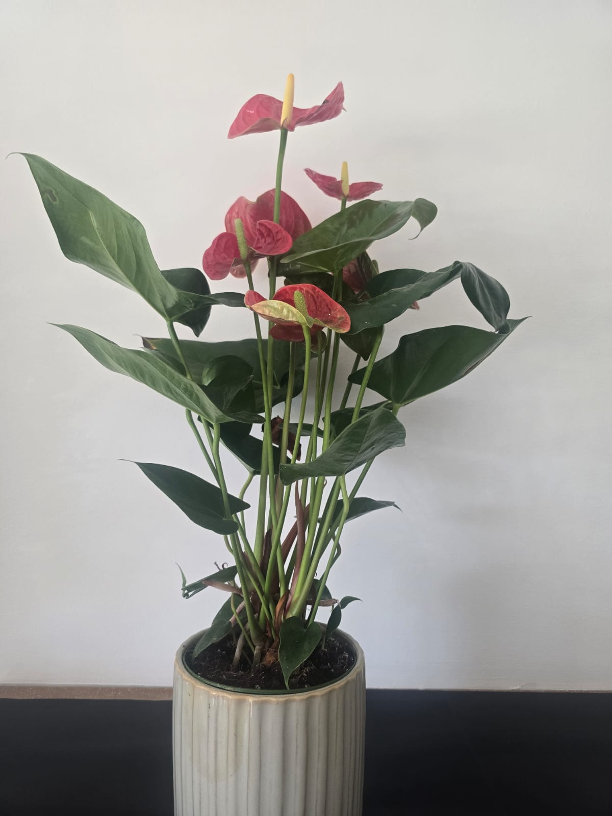 anthurium rouge G avec vase de c&eacute;ramique
